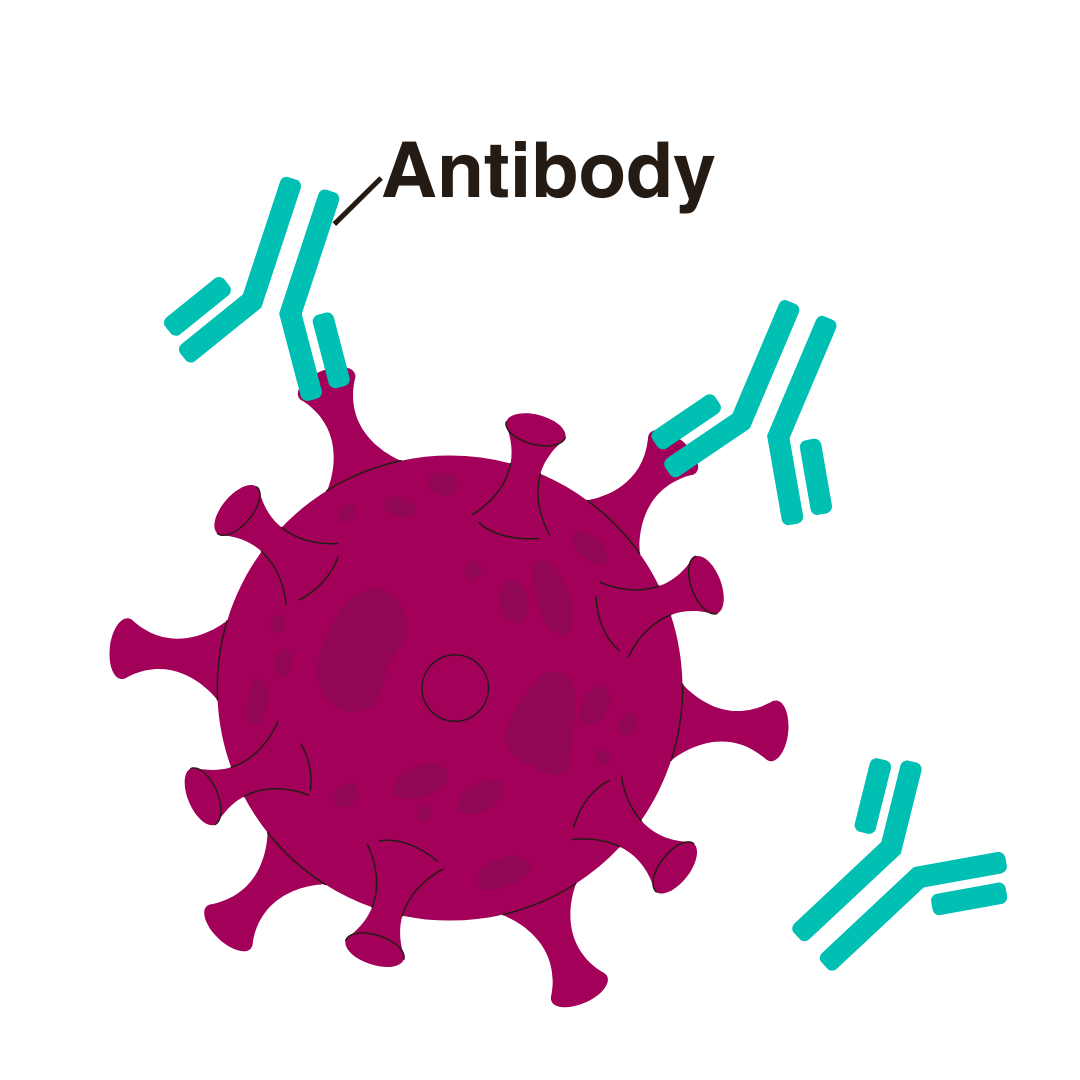 Cartoon showing a virus and antibodies. The virus is a ball with blunt spikes representing antigens on the surface. The Antibodies are Y shapes. Some of the antibodies are stuck to antigens by one of the short arms of the Y.