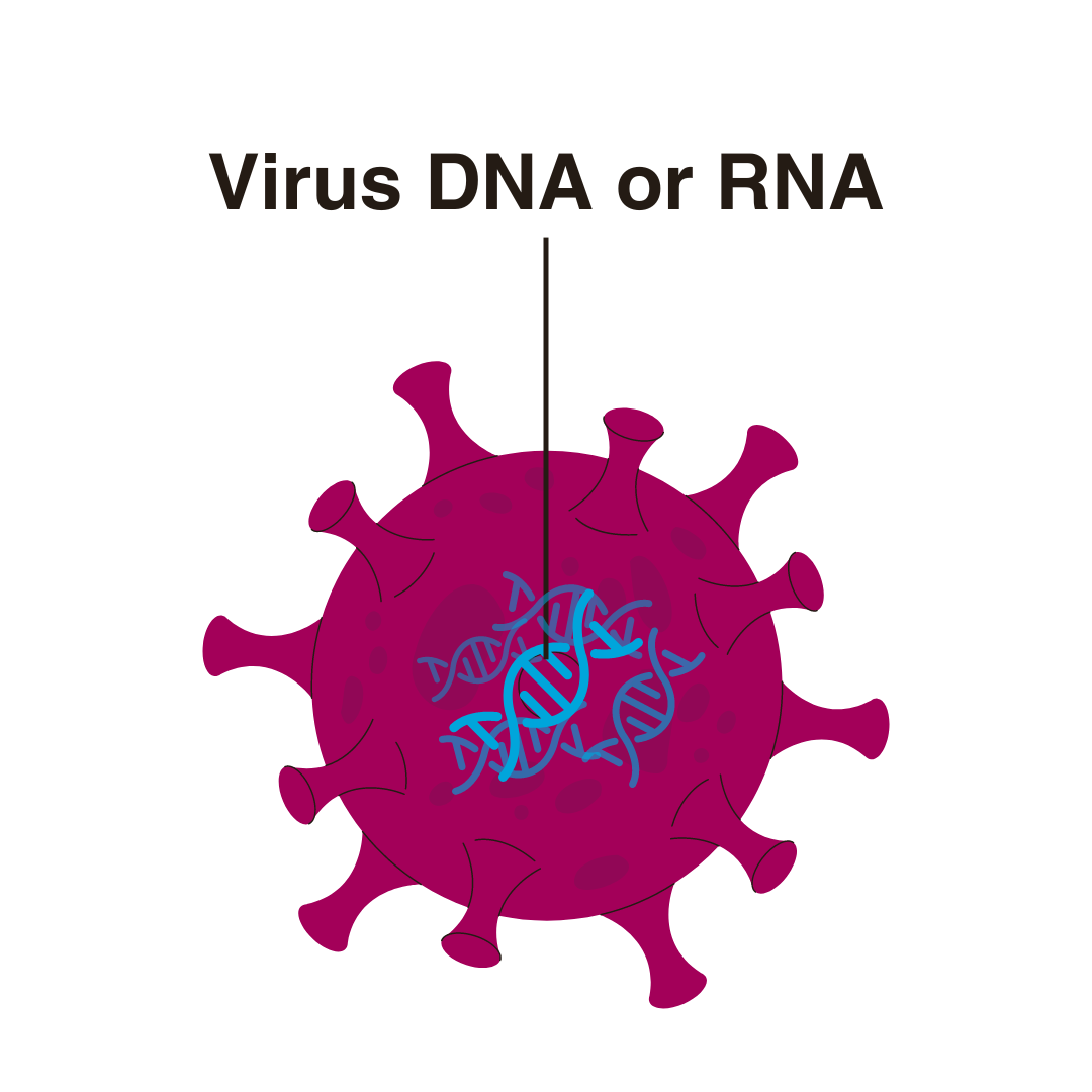 Cartoon showing a virus. The virus is a ball with blunted spikes on the surface. Inside the virus are some twisted lines. These are labelled as virus DNA or RNA.