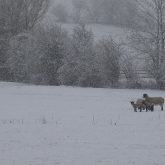 Winter sheep in field