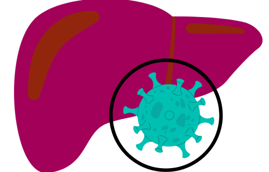 Cartoon style drawing of the basic shape of a liver. A circle is drawn over a section of the liver to indicate magnifying or zooming in on something. Inside the liver is a green coloured cartoon style representation of a virus. The virus is a ball shape with round ended spikes coming out of its surface